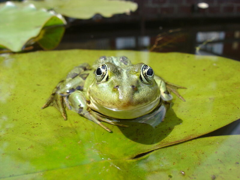 Frog