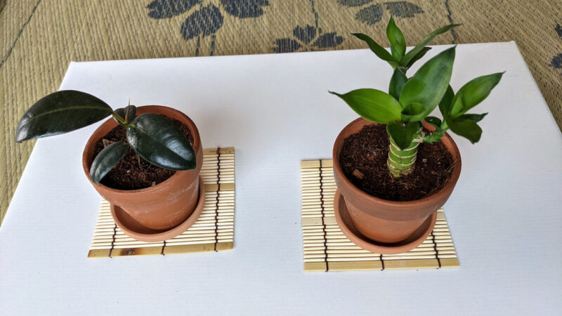 Rubber Plant and Fake Bamboo