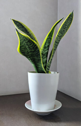 Snake Plant