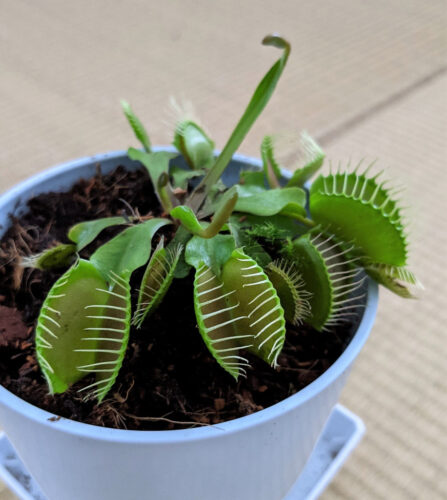 Venus flytrap