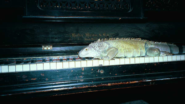 Iguana on a Piano