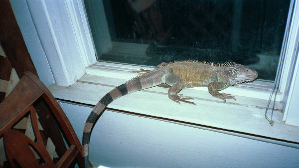 Iguana on a window