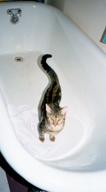 lucy in a bathtub