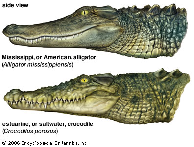 crocodile alligator heads