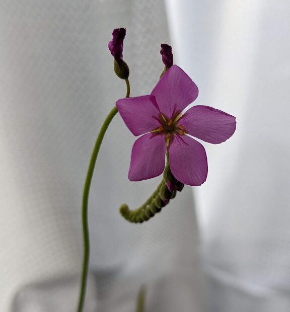 Drosera Flower 1
