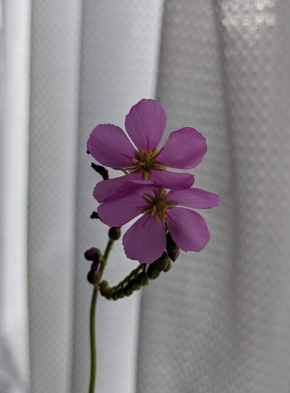 Drosera Flowers
