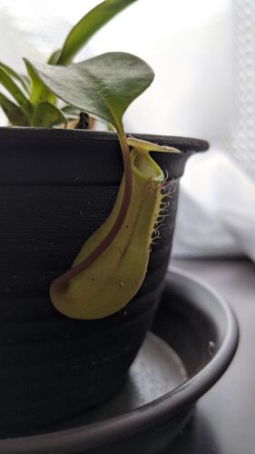 Nepenthes 1