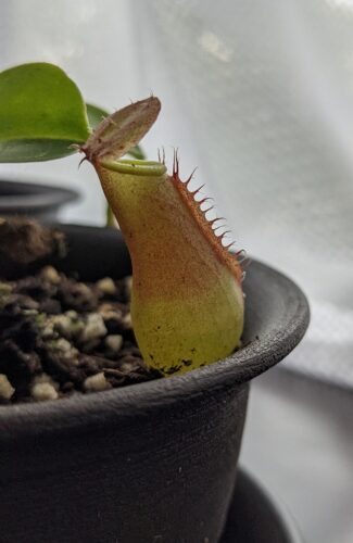Nepenthes 2