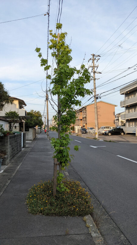 Ugly Japan useless tree
