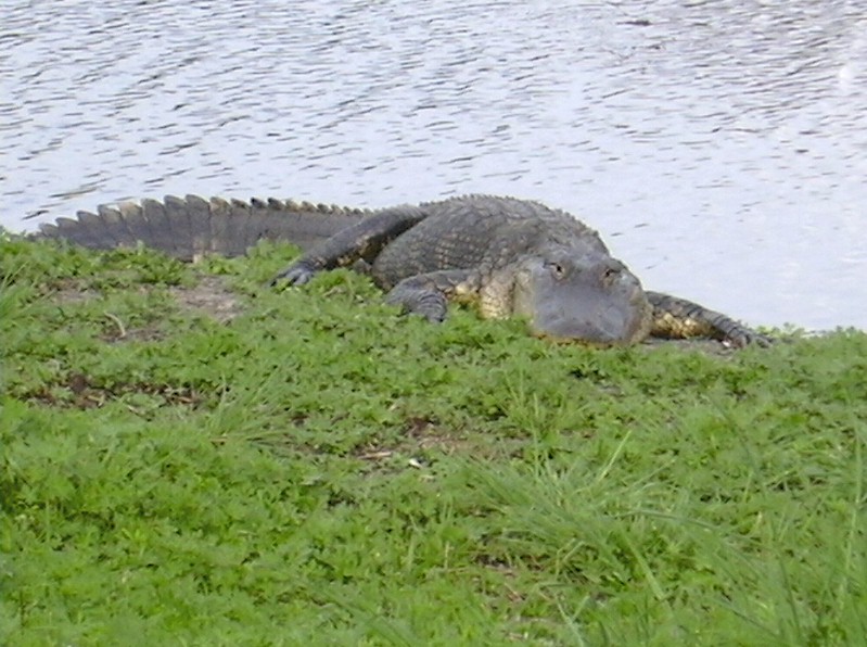 Gator Alachua Sink