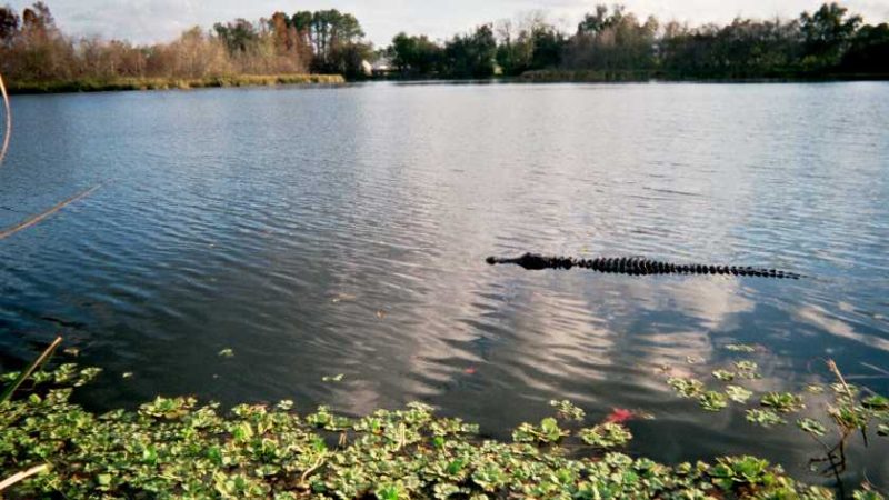 Gator Lake Alice