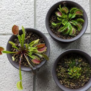 Three venus flytraps