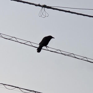 3. Crow Feb 24 2023 evening