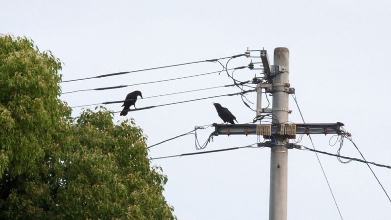 Crows 2023 05 27 1