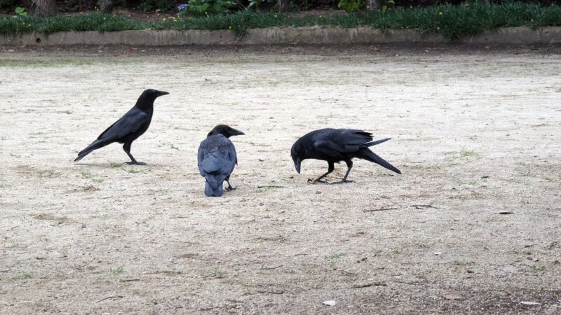 Crows 2023 06 12 1