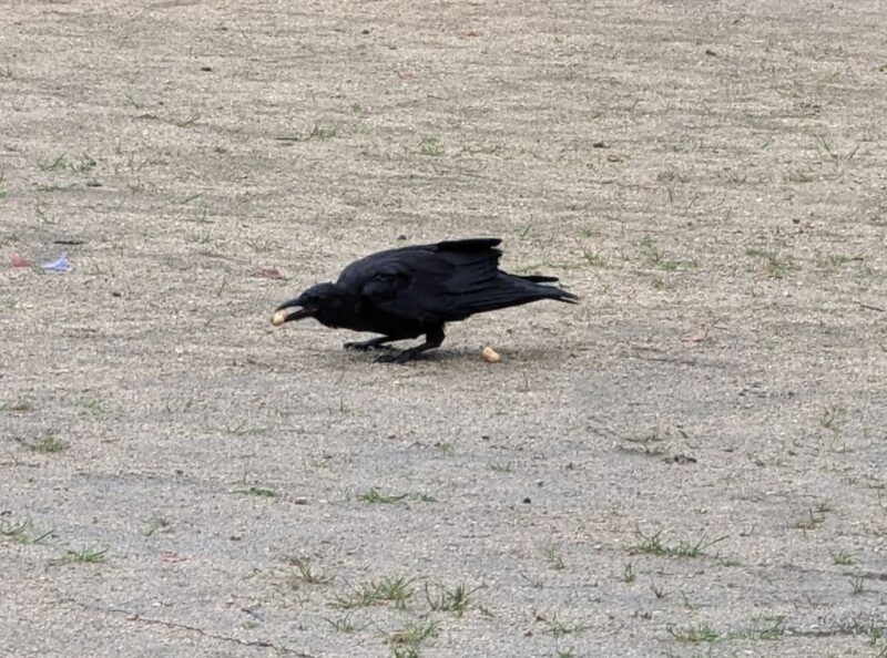 Crows 2023 06 29 1