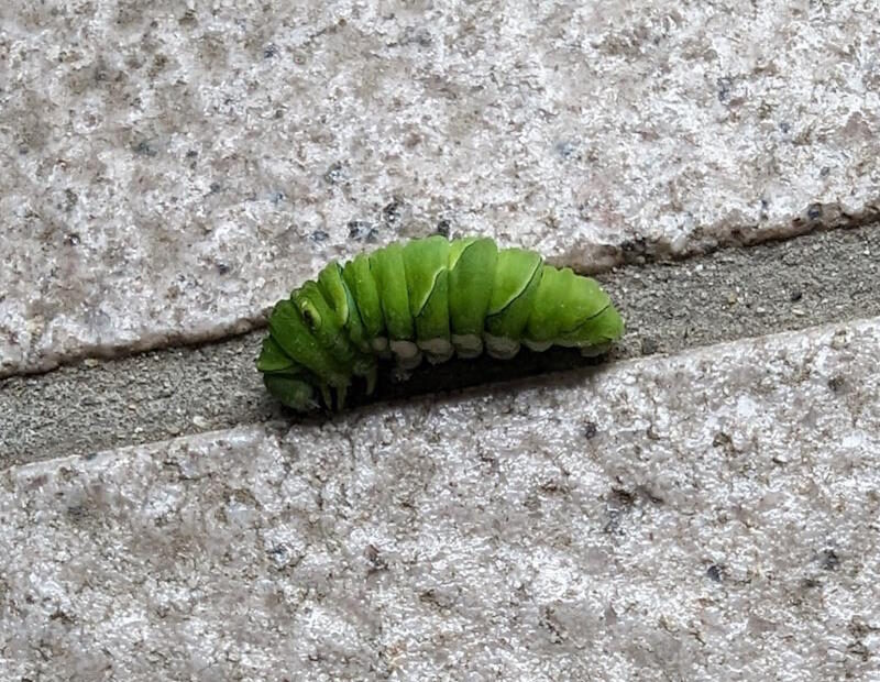 Strange Caterpillar