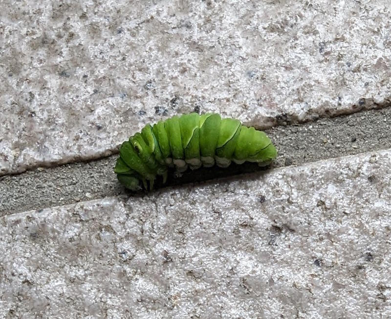 Strange Caterpillar