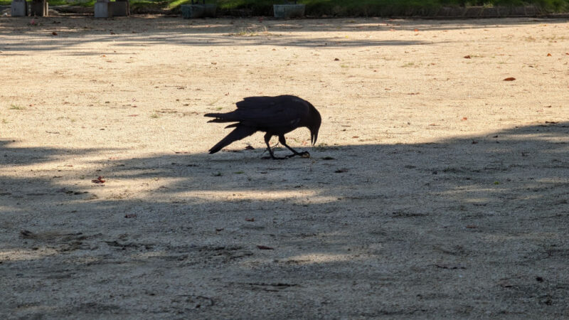 a crow eating a peanut in a small park