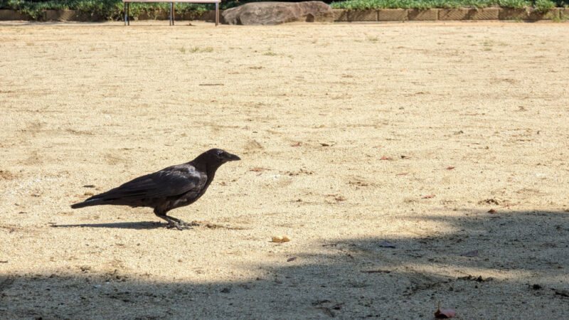 a crow in a small park
