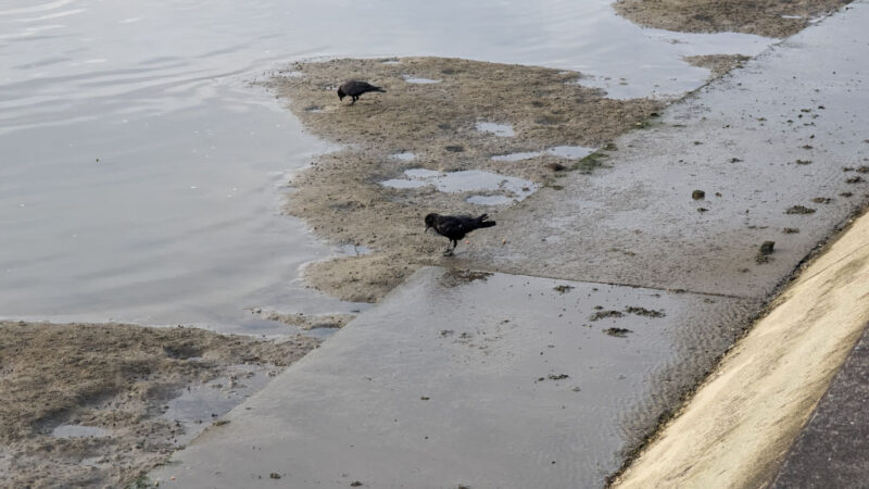 4. Mr and Ms Crow in the estuary