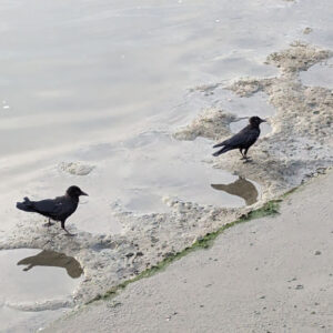 5. Mr and Ms Crow in the estuary