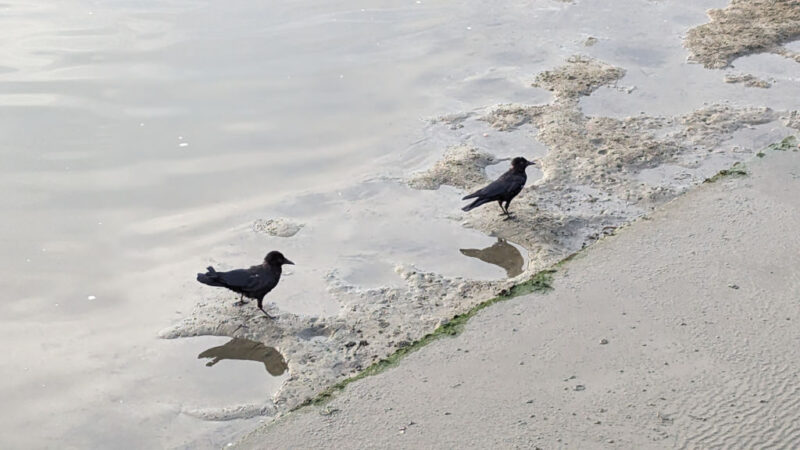 5. Mr and Ms Crow in the estuary