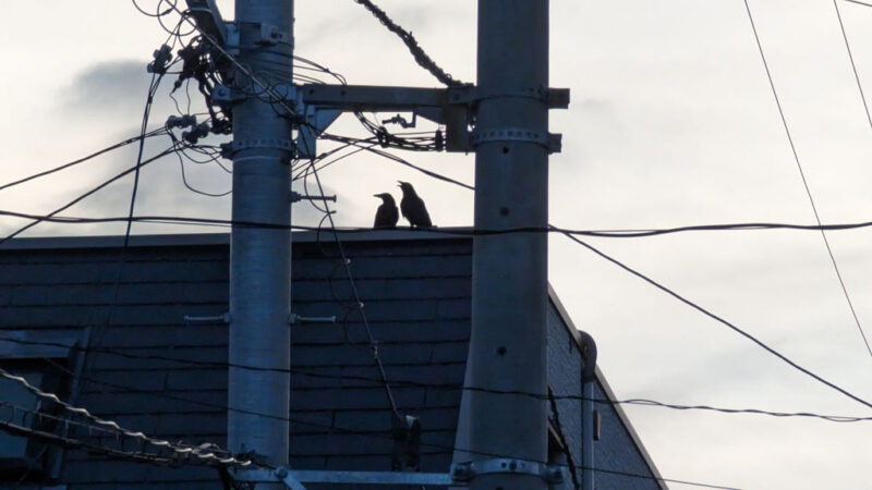 6. Mr and Ms Crow on a roof at dusk