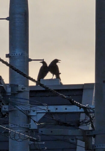 7. Mr and Ms Crow on a roof at dusk