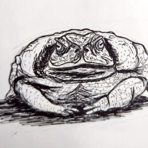 Drawing of a toad