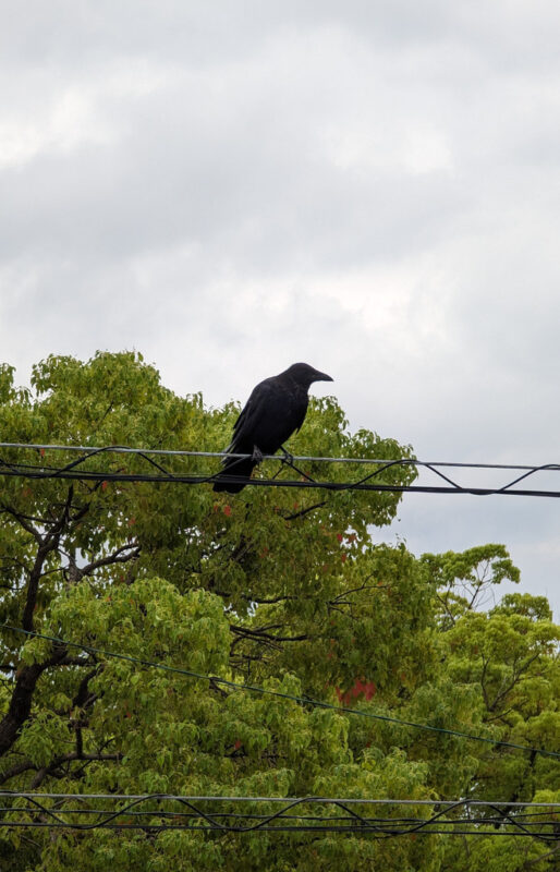 Crow 1