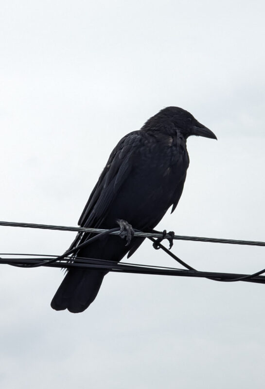 Crow 4