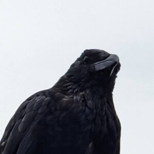 Crow 7