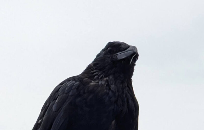 Crow 7