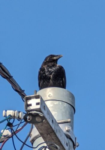 Crow 8