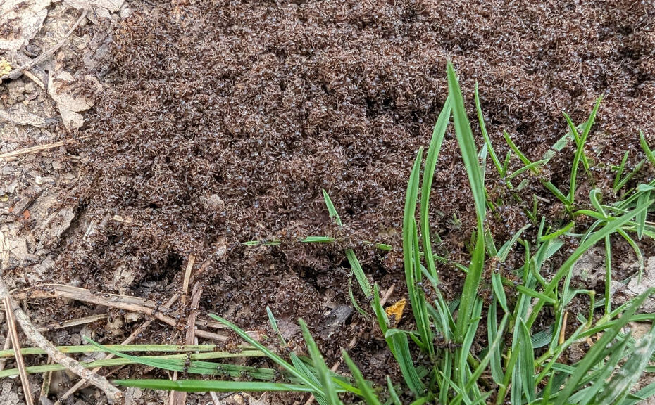 Lots of ants 1